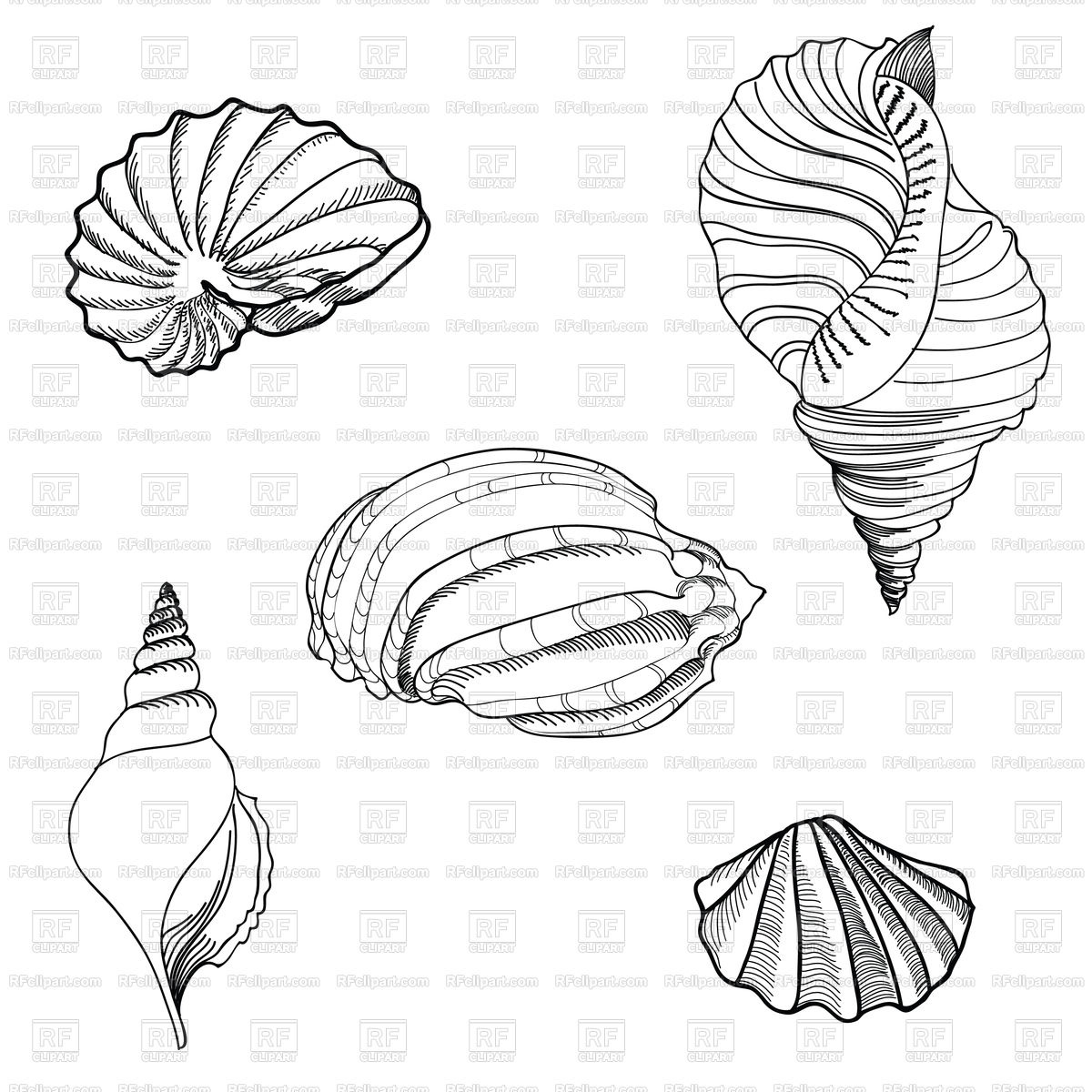 Seashell Vector at Vectorified.com | Collection of Seashell Vector free ...