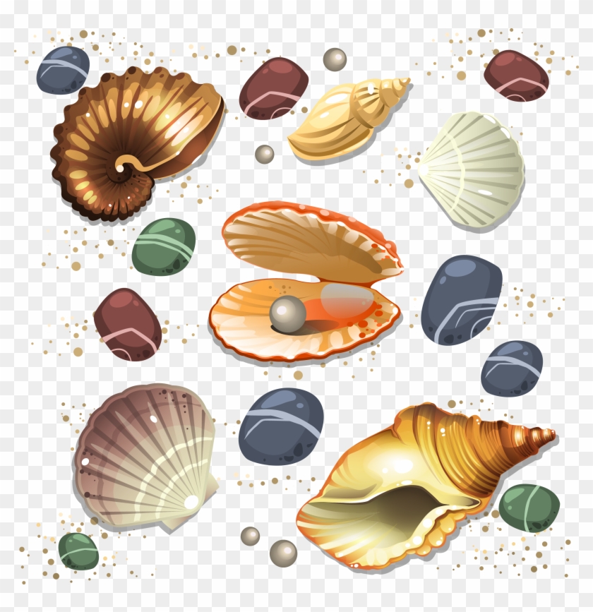 840x867 Seashell Conch Scalable Vector Graphics