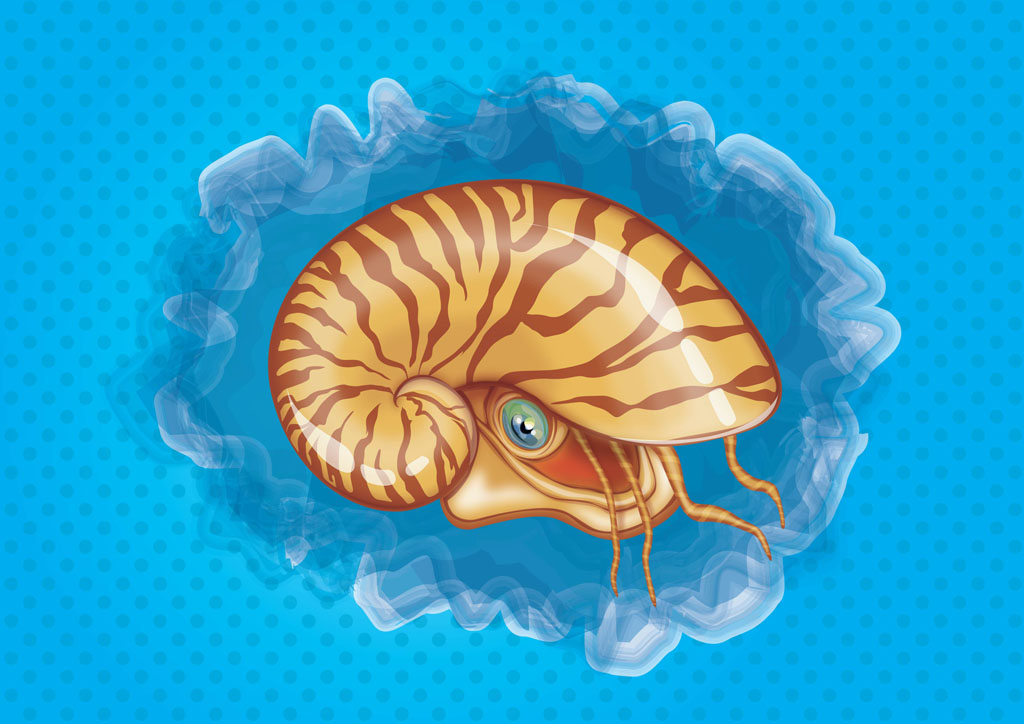 1024x724 Seashell Vector Art Graphics