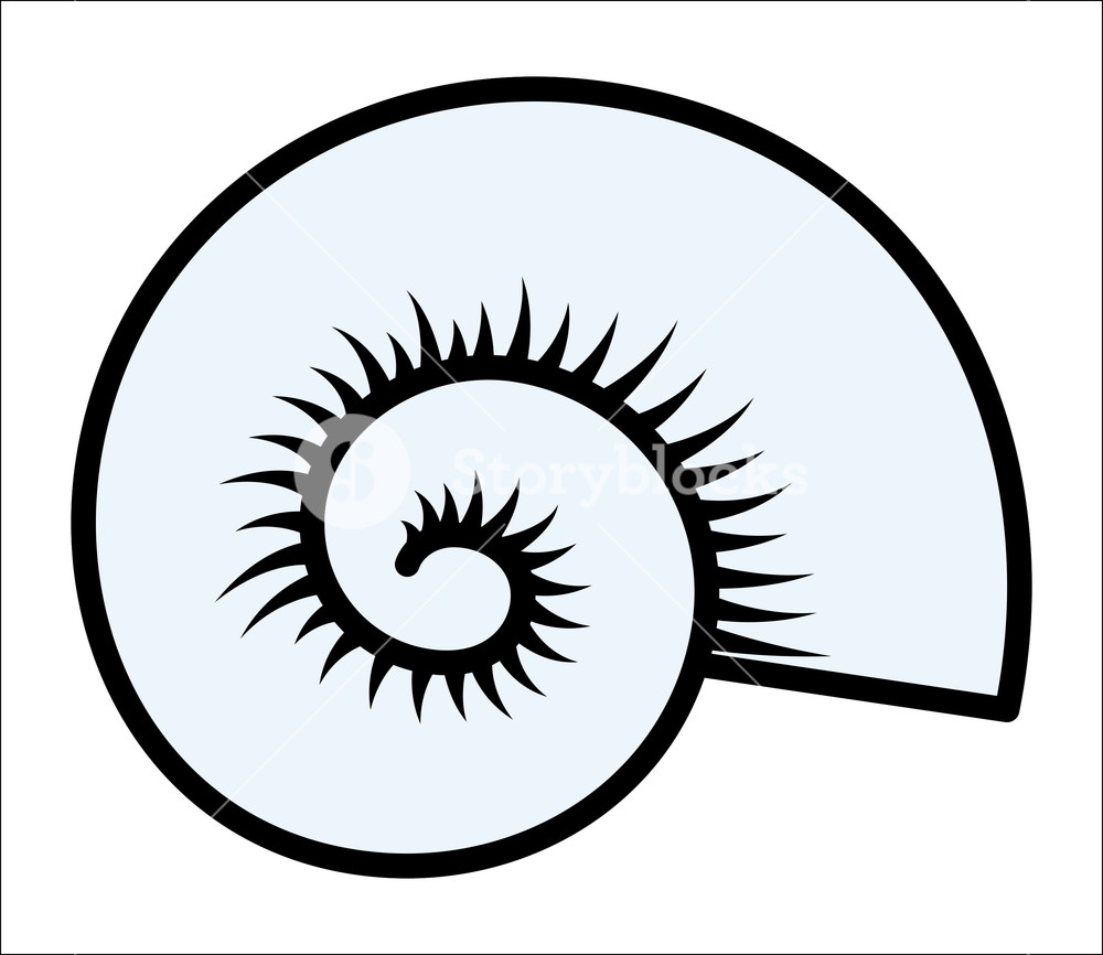 1000x866 Circular Seashell