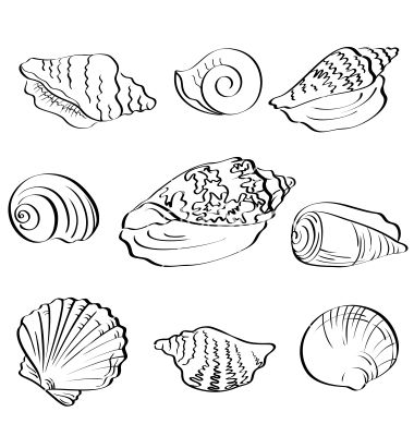 380x400 Set Seashells Outline Vector Shell Patterns In Seashell