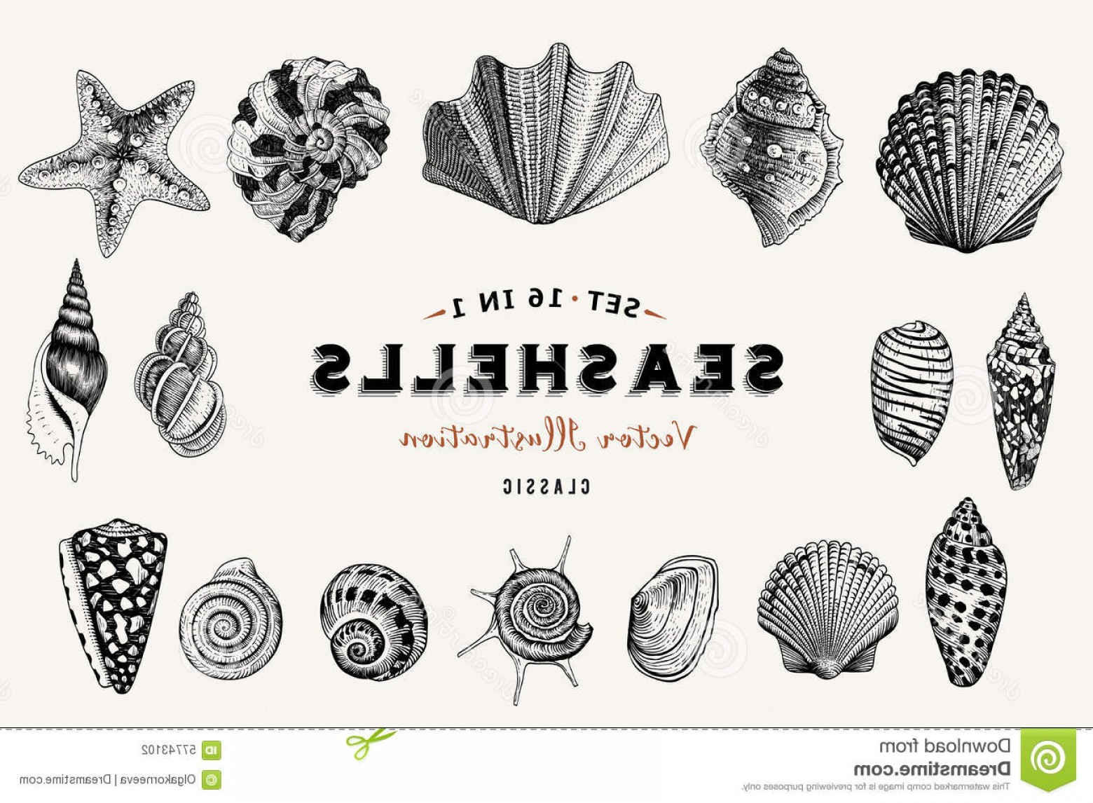 1560x1146 Stock Illustration Set Vector Vintage Seashells Nine Black