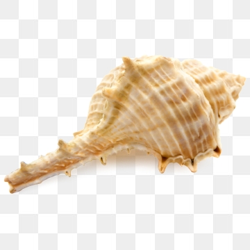 Seashell Vector Free