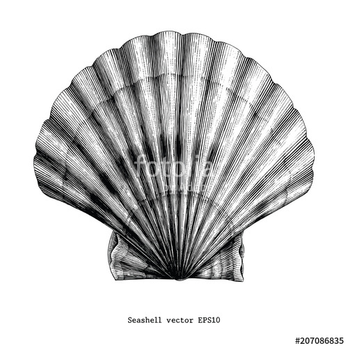 500x500 Scallop Seashell Vintage Clip Art Stock Image And Royalty Free