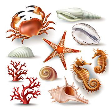 360x360 Shell Vector, Free Download Sea Shell, Pearl Shell, Pearl