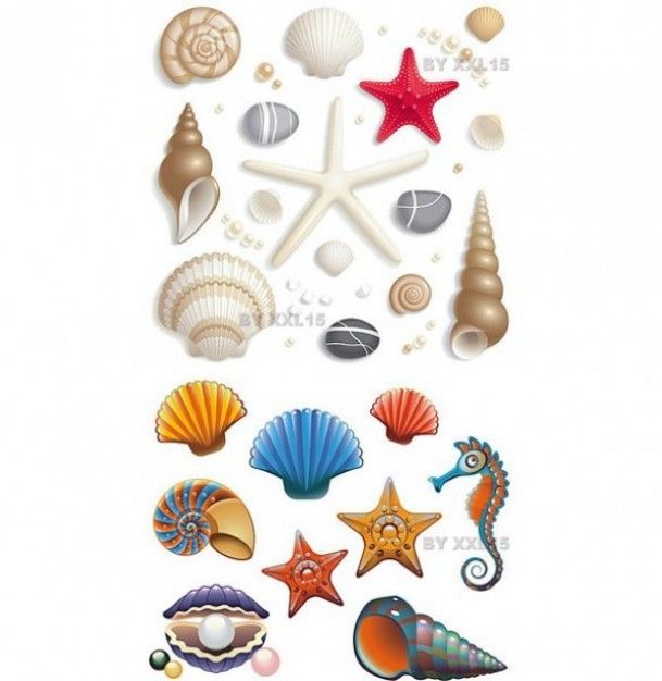 609x626 Modern Lovely Seashell Icon Vector Planner Vector Free, Free