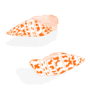 357x376 Free Sea Life Two Shells Vector Free Vector Download Cannypic