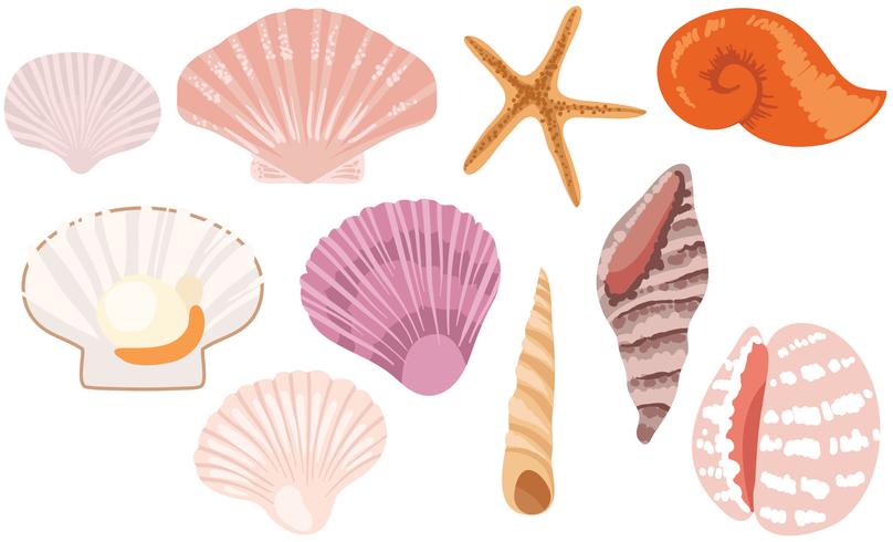 808x490 Free Seashells Vectors