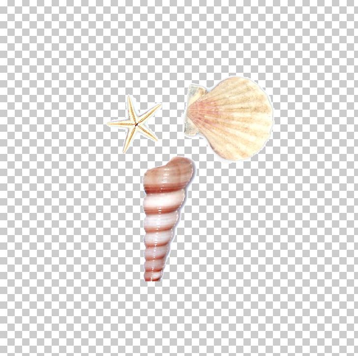 728x724 Seashell Sea Snail Conch Png, Clipart, Cartoon, Conch, Download