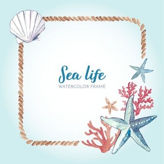 338x338 Seashell With A Pearl Vector Free Download Seaworld