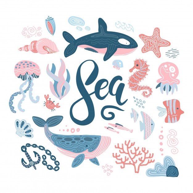 626x626 Seashells Vectors, Photos And Free Download