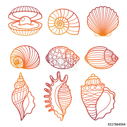 500x500 Seashells Colorful Outline Seashell Set Vector Illustration