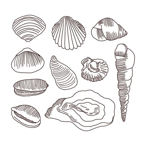 490x490 Detailed Doodles Of Shells