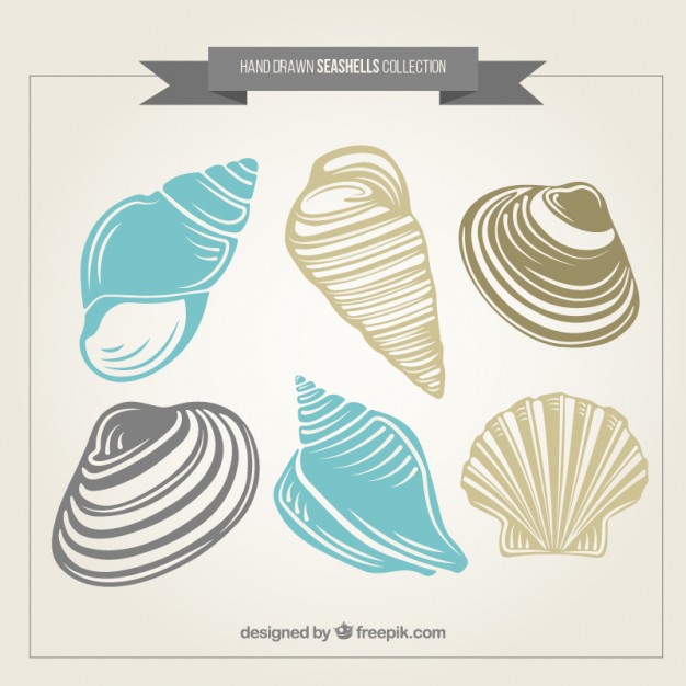 626x626 Hand Drawn Seashells Pack Vector Free Download