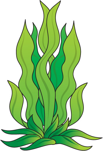 354x517 Pix For Gt Seaweed Vector Art