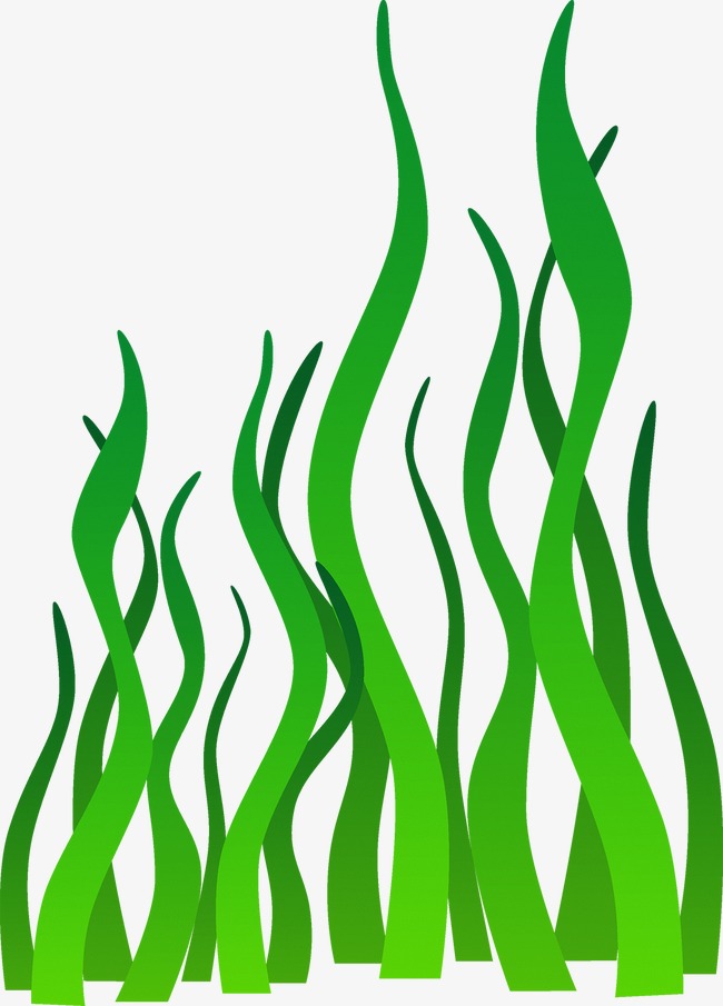 650x905 Seaweed Clipart Png