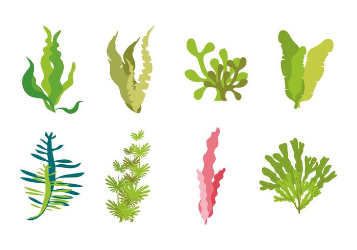 700x490 Seaweed Free Vector Art