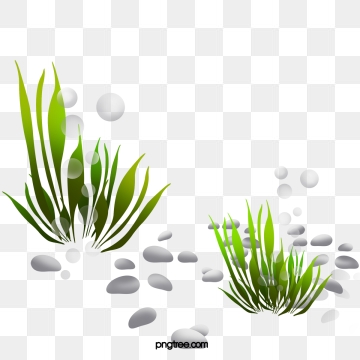 360x360 Seaweed Png, Vector, And Clipart With Transparent Background