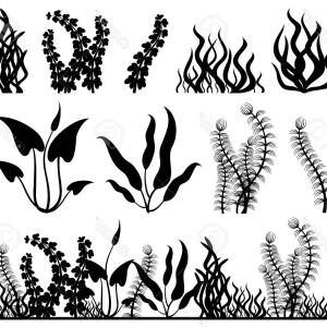 300x300 Seaweed Set Sea Plants Ocean Algae And Aquarium Vector Handandbeak