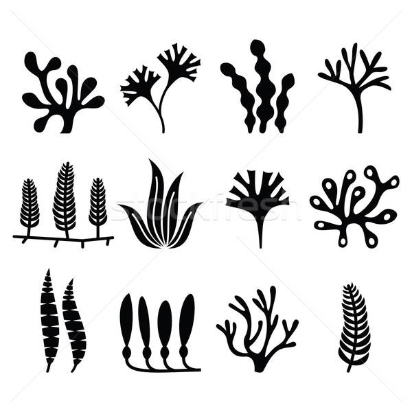 600x600 Seaweed Stock Vectors, Illustrations And Cliparts Stockfresh