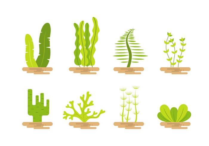 700x490 Seaweed Vector