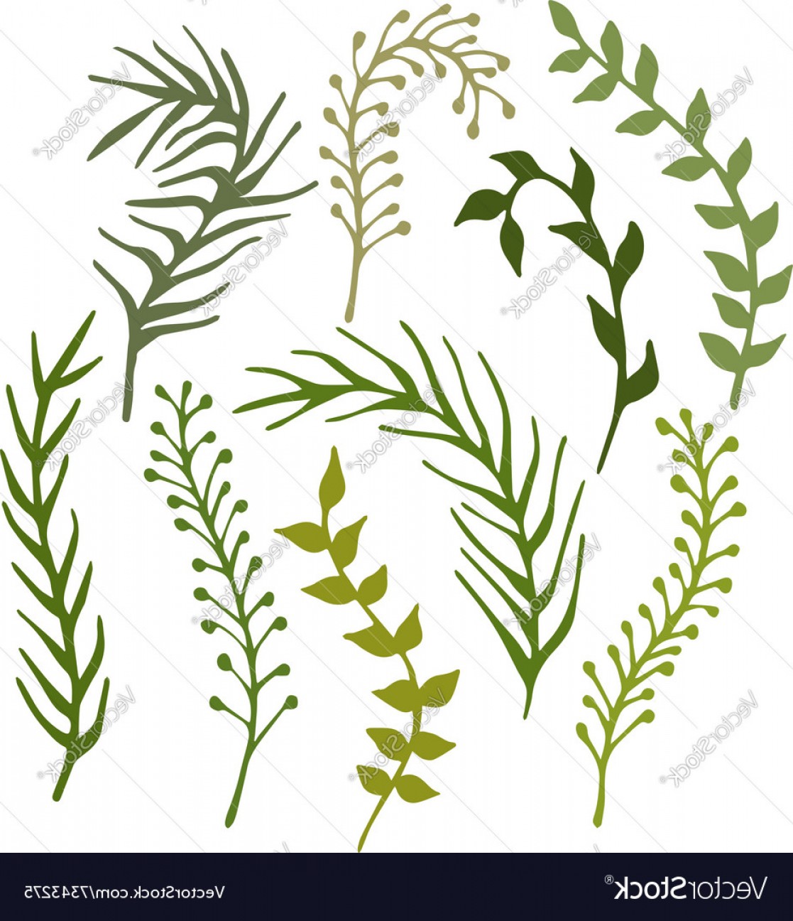 1117x1296 Seaweed Vector Wallkeeper