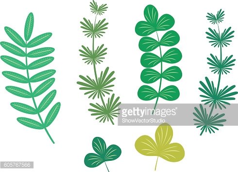 490x353 Seaweed Vector Illustration Leaf Premium Clipart