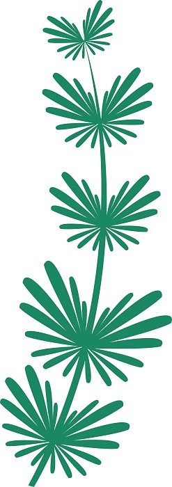 247x700 Seaweed Vector Illustration Leaf Stock Vectors