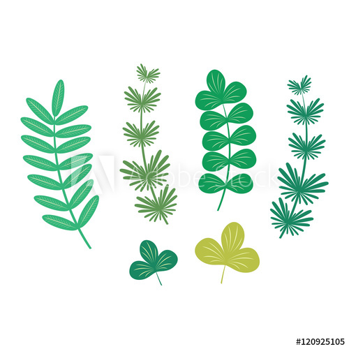 500x500 Seaweed Vector Illustration Leaf