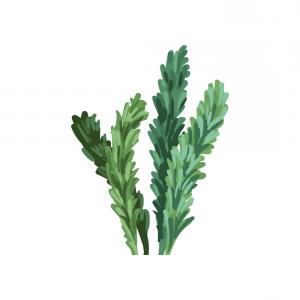 300x300 Aquatic Marine Algae Plant Underwater Seaweed Vector Soidergi