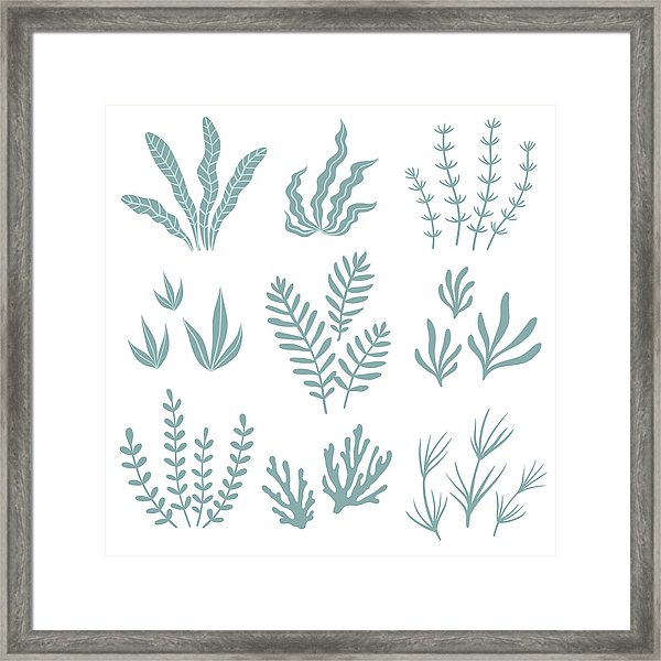 600x600 Set Of Seaweed Vector Illustration Framed Print