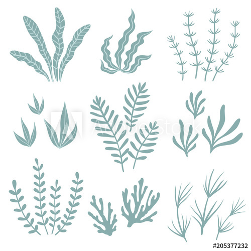 500x500 Set Of Seaweed Vector Illustration