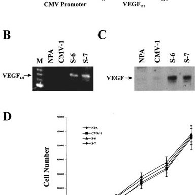 384x384 Characterization Of Npa Vegf S Cell Lines