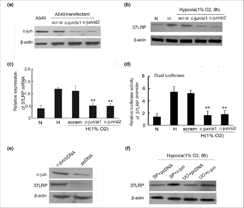 850x727 Effect Of C Jun Sirna And Sense Expression Cdna Vector