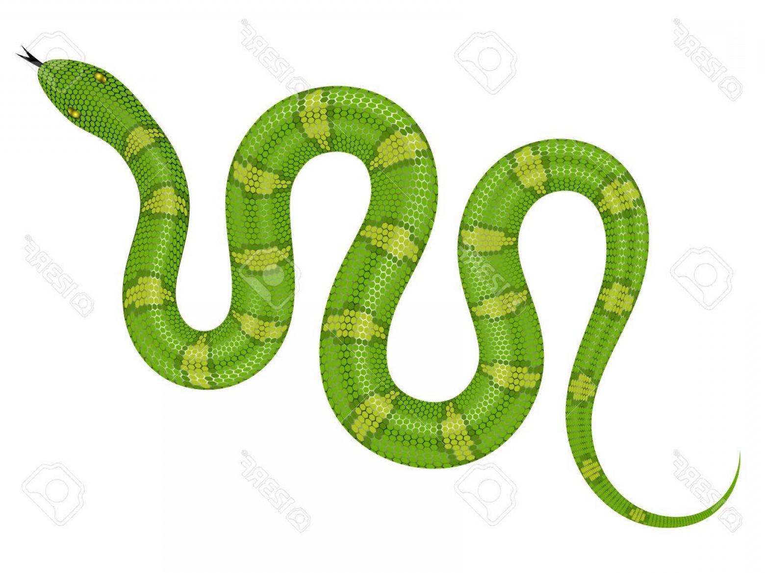 1560x1170 Serpent Snake Vector Hoodamathrun