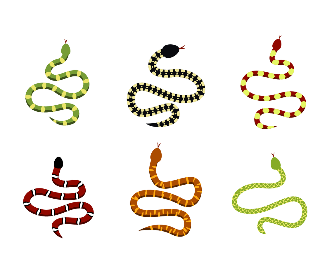 1136x936 Exotic Serpent Vector Vector Art Graphics