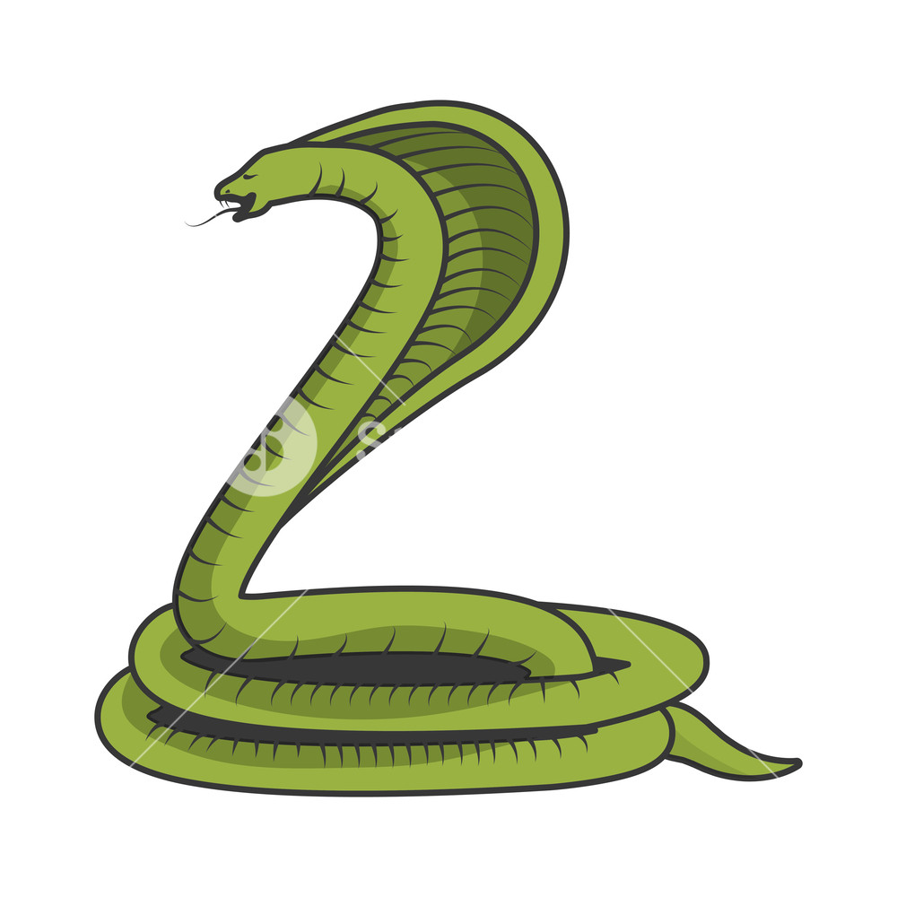 1000x1000 Poisonous Cobra Serpent Icon Vector Illustration Graphic Design