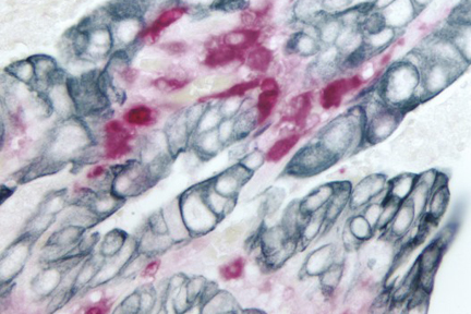 432x288 Sg Peroxidase