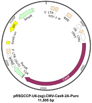 300x335 Crispr Lentiviral Guide Rna Cloning Vectors And Control