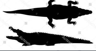 367x195 Crocodile Shadow Vector Archives