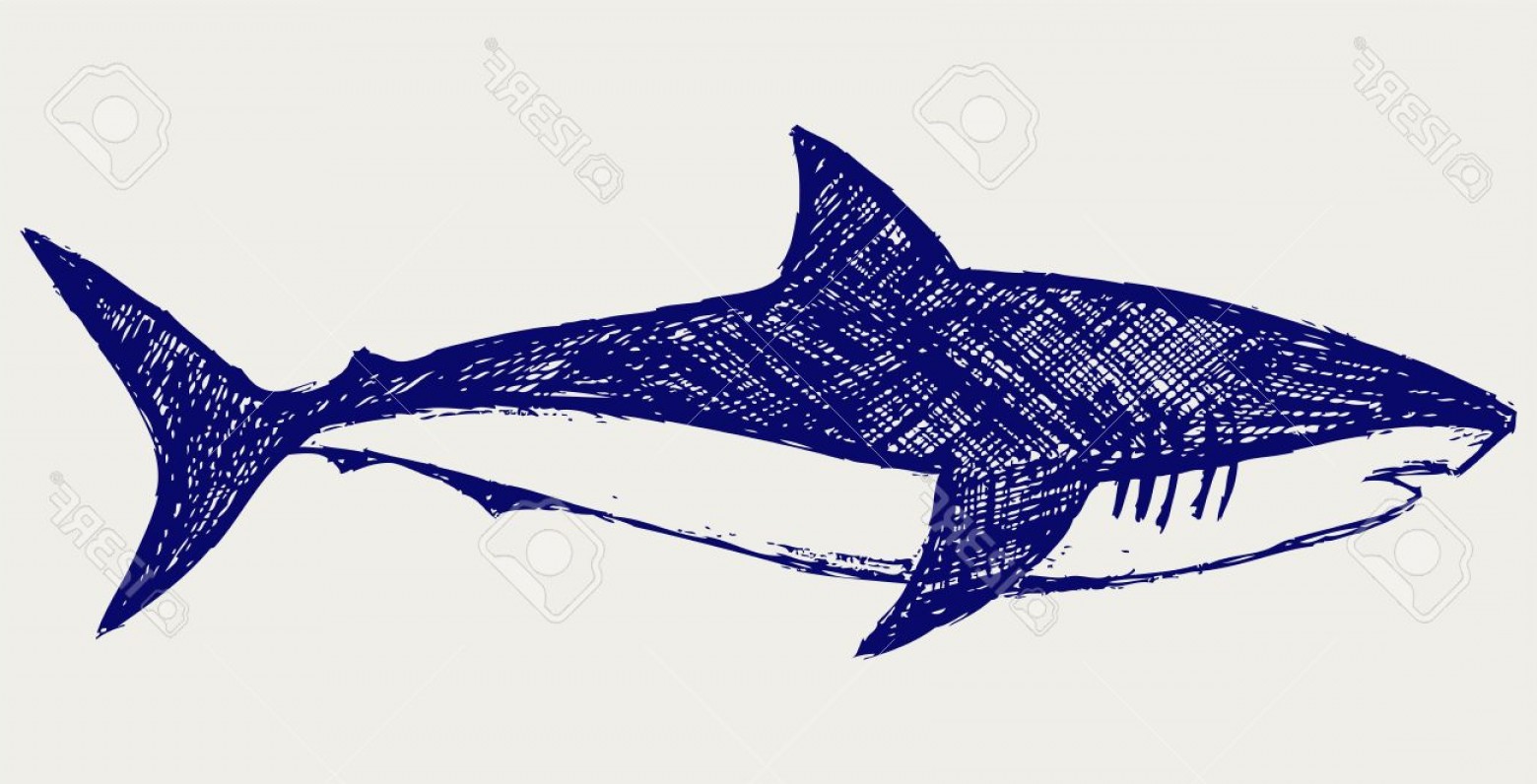 Reef Shark Sketch Stock Vector Shark Cartoon Drawing Hoodamathrun 1560x796 Reef Shark Sketch Stock Vector Shark Cartoon Drawing Hoodamathrun