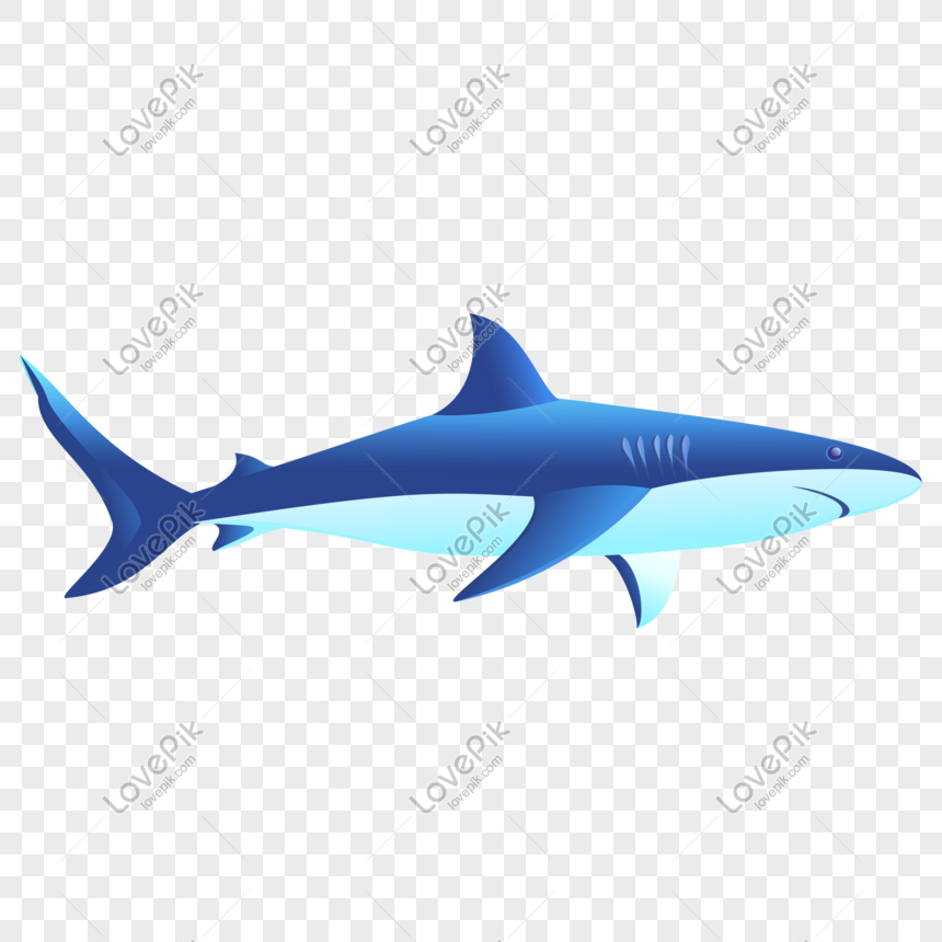 Cartoon Vector Sea Shark Png Image Picture Free Download 860x860 Cartoon Vector Sea Shark Png Image Picture Free Download