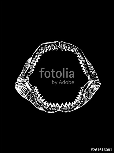 Megalodon Jaw, Shark Jaw Isolated On Black Background,vector 373x500 Megalodon Jaw, Shark Jaw Isolated On Black Background,vector
