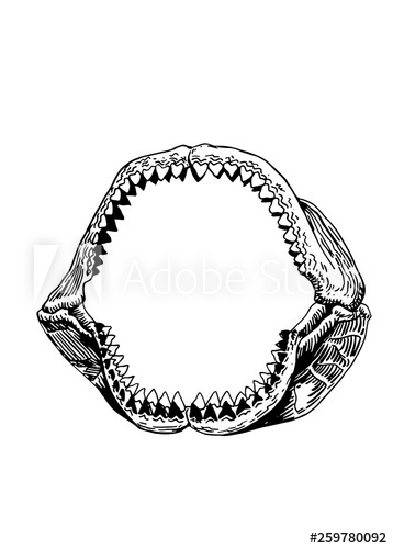 Shark Jaw Vector at Vectorified.com | Collection of Shark Jaw Vector ...