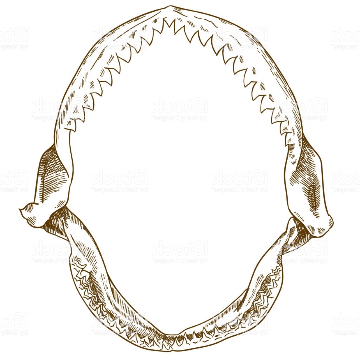 Engraving Drawing Illustration Of Shark Jaw Gm Soidergi 1228x1228 Engraving Drawing Illustration Of Shark Jaw Gm Soidergi