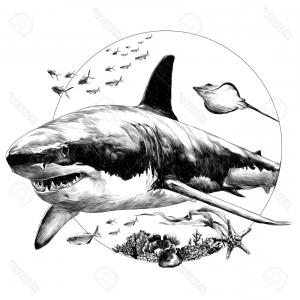 Engraving Drawing Illustration Of Shark Jaw Gm Hoodamathrun 300x300 Engraving Drawing Illustration Of Shark Jaw Gm Hoodamathrun