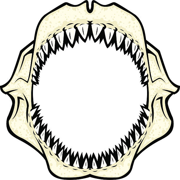 612x611 Shark Mouth Open Clipart