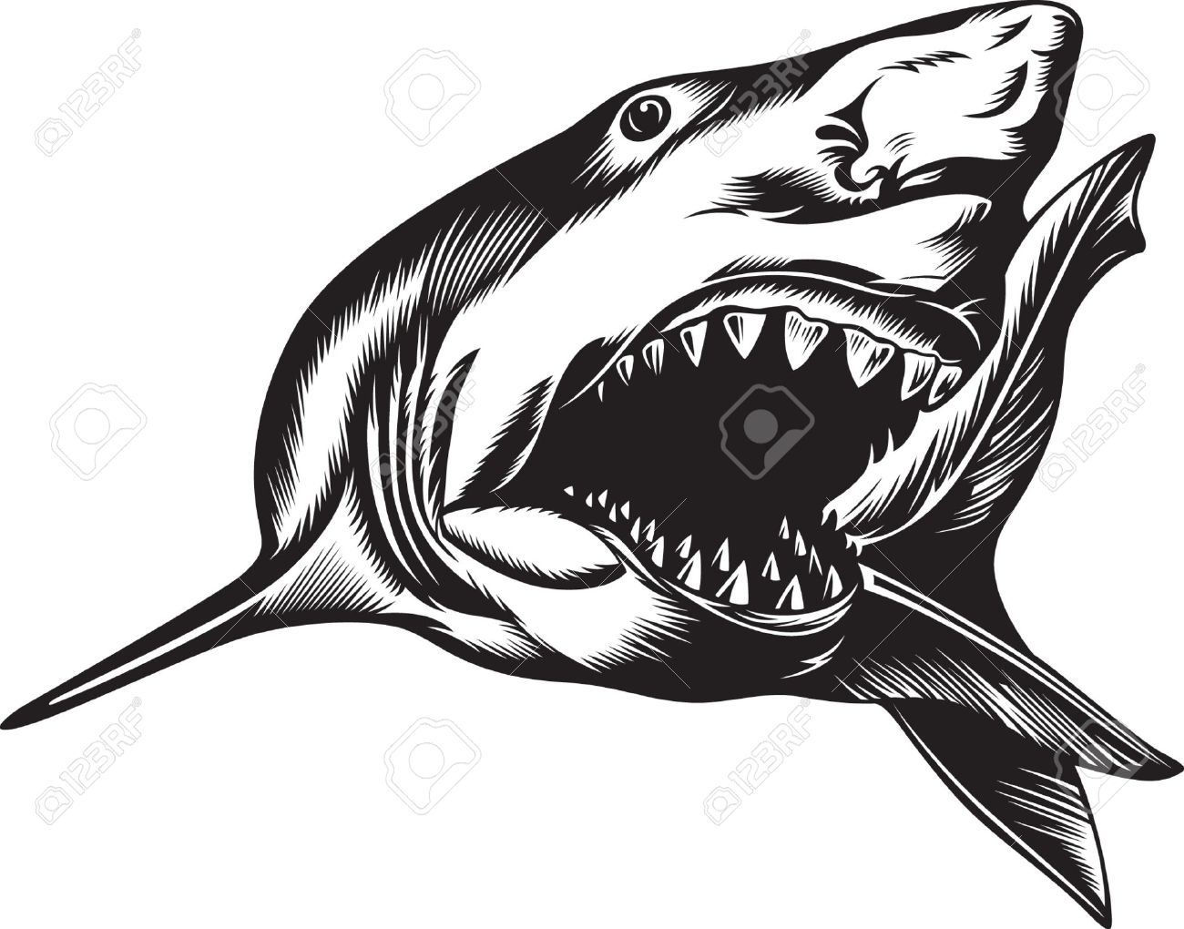 1300x1020 Open Shark Mouth Clipart Free Cliparts Download Images