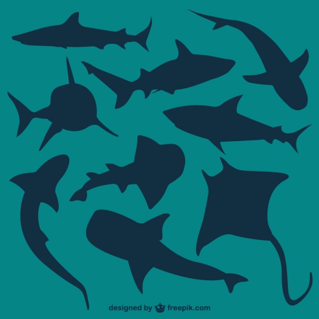 626x626 Shark Vectors, Photos And Free Download