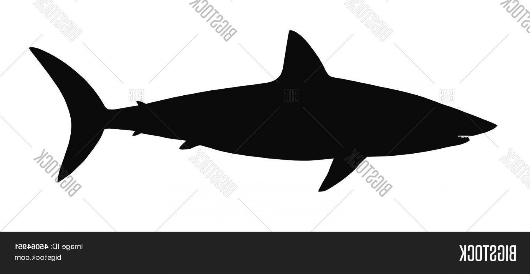 1800x931 Stock Vector Vector Silhouette Of Shark Soidergi